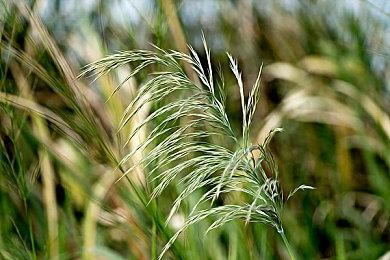 《地平线：西之绝境》新中文预告：西域挑战